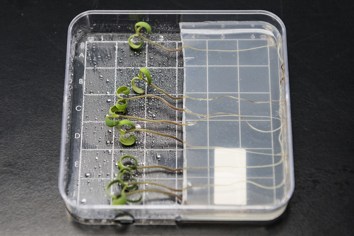 The Bayer pathology lab in Woodland develops resistance in plants to environmental pathogens, such as bacteria, viruses, and fungus. Here is an example of the lab&#039;s work with an in vitro assay on young tomato plants for Fusarium crown rot resistance.